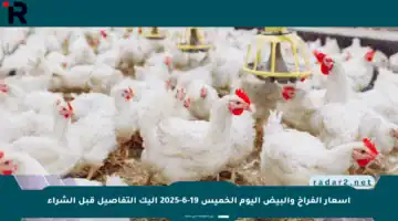 أسعار الفراخ والبيض اليوم الخميس 19-6-2025 إليك التفاصيل قبل الشراء
